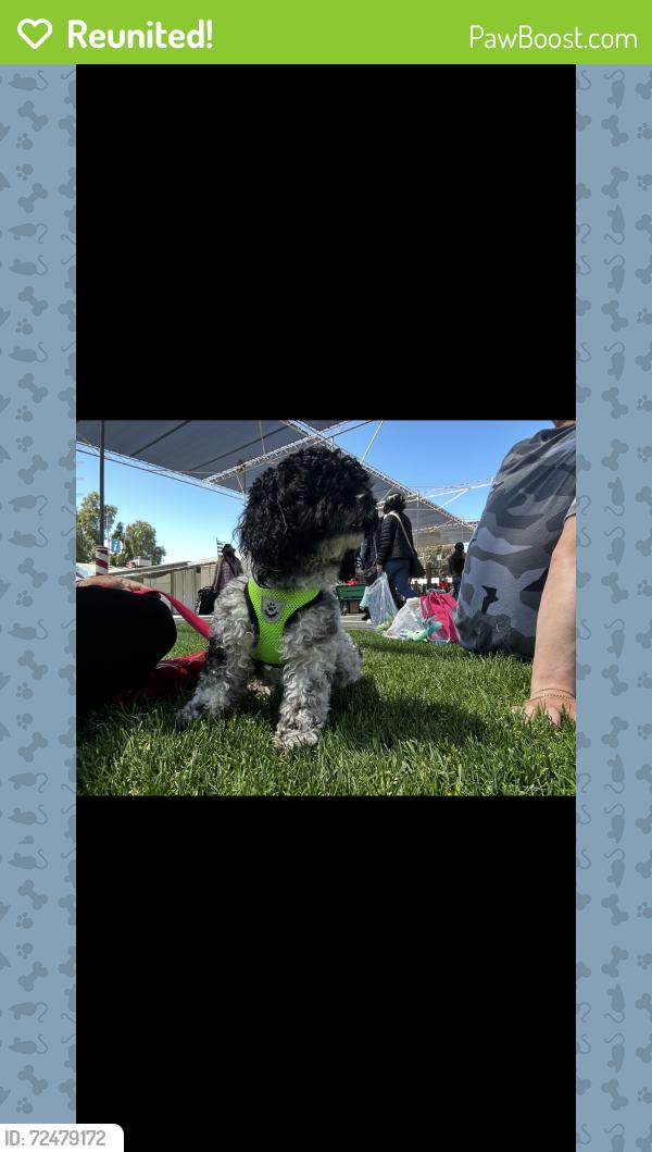 Reunited Female Dog last seen Hilton St, Oakland, CA, USA, Oakland, CA 94621