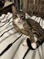 Lost Male Cat last seen Near Sandstone Dr, Norman, OK 73071