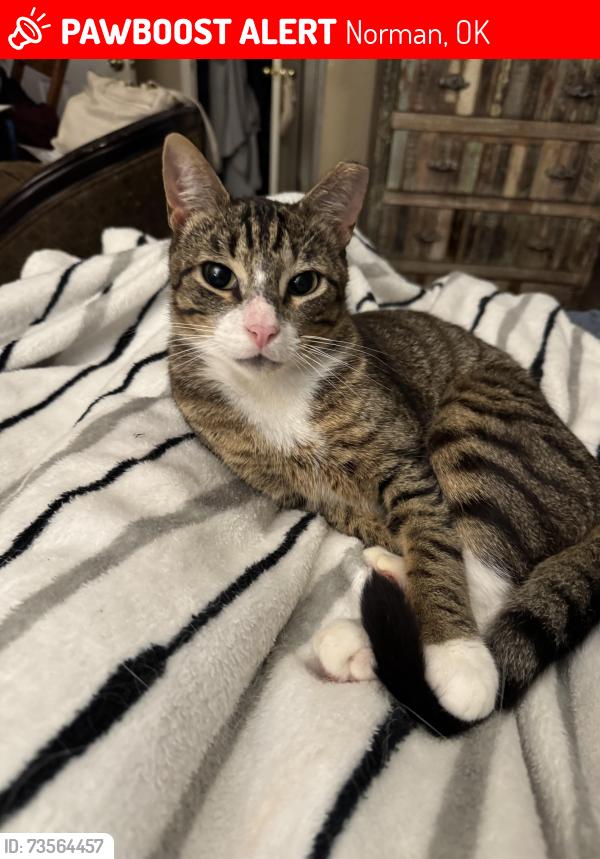 Lost Male Cat last seen Near Sandstone Dr, Norman, OK 73071