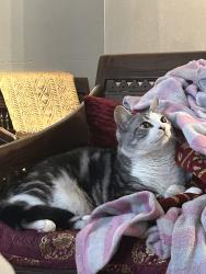 Lost Male Cat last seen This is our home address, Centreville, VA 20121