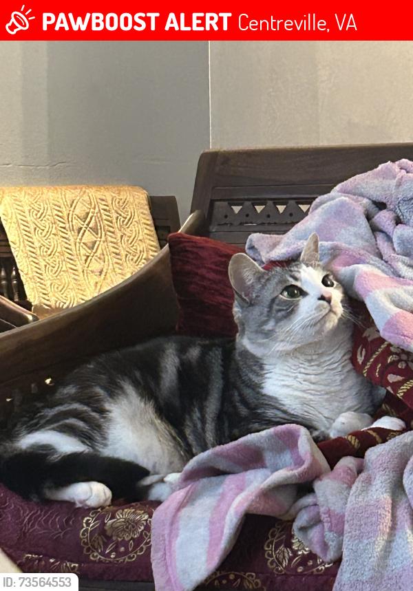 Lost Male Cat last seen This is our home address, Centreville, VA 20121