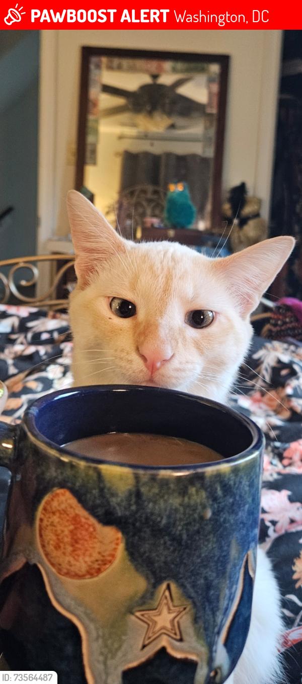 Lost Male Cat last seen Meridian Hill Park, Washington, DC 20009