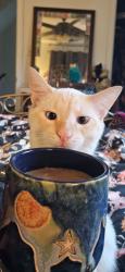 Lost Male Cat last seen Meridian Hill Park, Washington, DC 20009