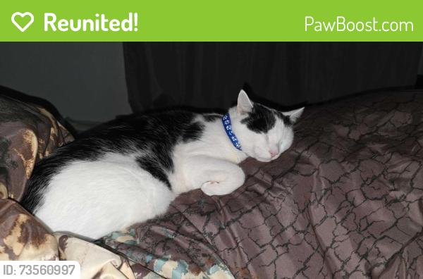 Reunited Male Cat last seen Orchid Ash St, Riverview, FL 33579