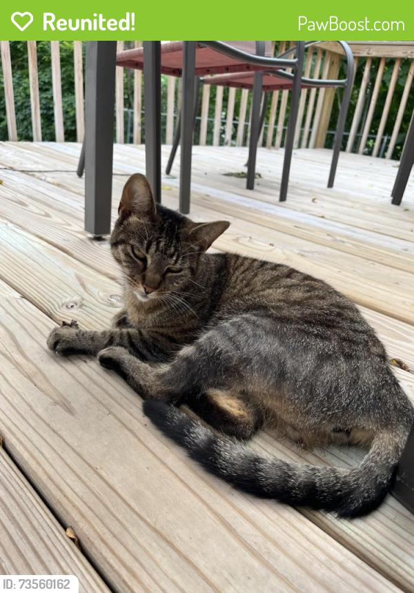 Reunited Female Cat last seen Near Houseman Field (Houseman Ave & Fountain Street NE), Grand Rapids, MI 49503
