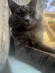 Reunited Male Cat last seen Cross Streets, Los Angeles, CA 91402