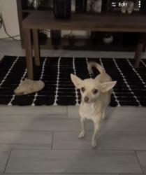 Reunited Female Dog last seen Clark Trail, Grand Prairie, TX 75052, USA, Grand Prairie, TX 75052