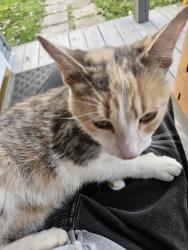 Found/Stray Female Cat last seen Millard & Lutheran Church Rd, Trotwood, OH 45426