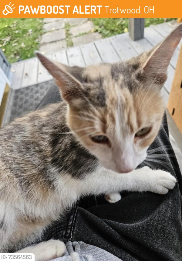 Found/Stray Female Cat last seen Millard & Lutheran Church Rd, Trotwood, OH 45426