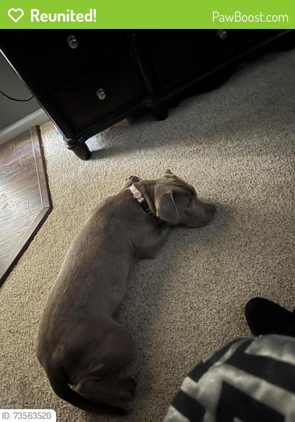Reunited Female Dog last seen Lake Jodeco, Lake Spivey, Henry County, GA 30253