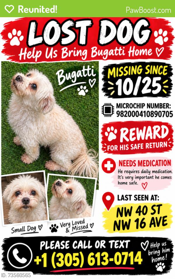 Reunited Male Dog last seen Near NW 40 Ave NW 16 Ave, Miami, FL 33125