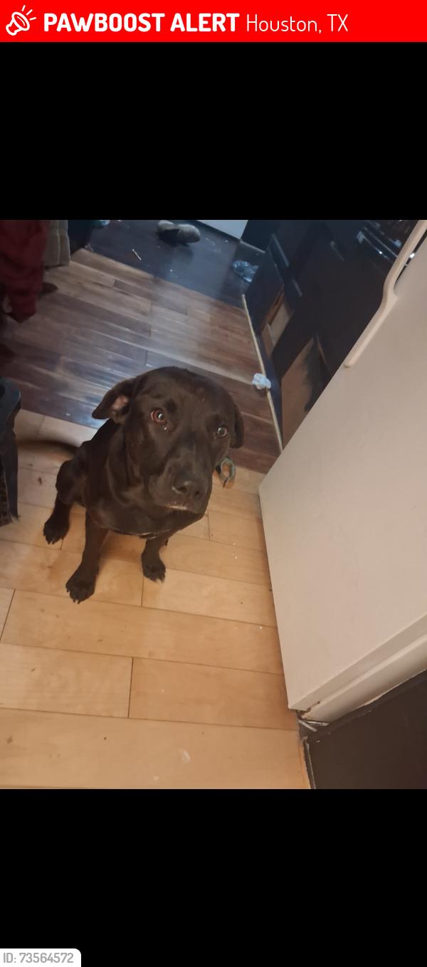 Lost Male Dog last seen By the welding shop, Houston, TX 77039