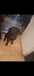 Lost Male Dog last seen By the welding shop, Houston, TX 77039