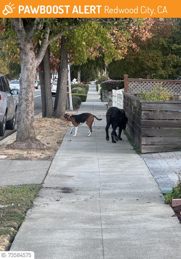 Found/Stray Female Dog last seen Near Alameda de las Pulgas, Redwood City, CA 94062