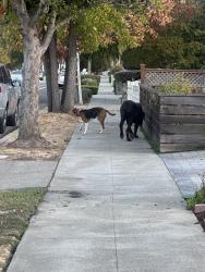 Found/Stray Female Dog last seen Near Alameda de las Pulgas, Redwood City, CA 94062
