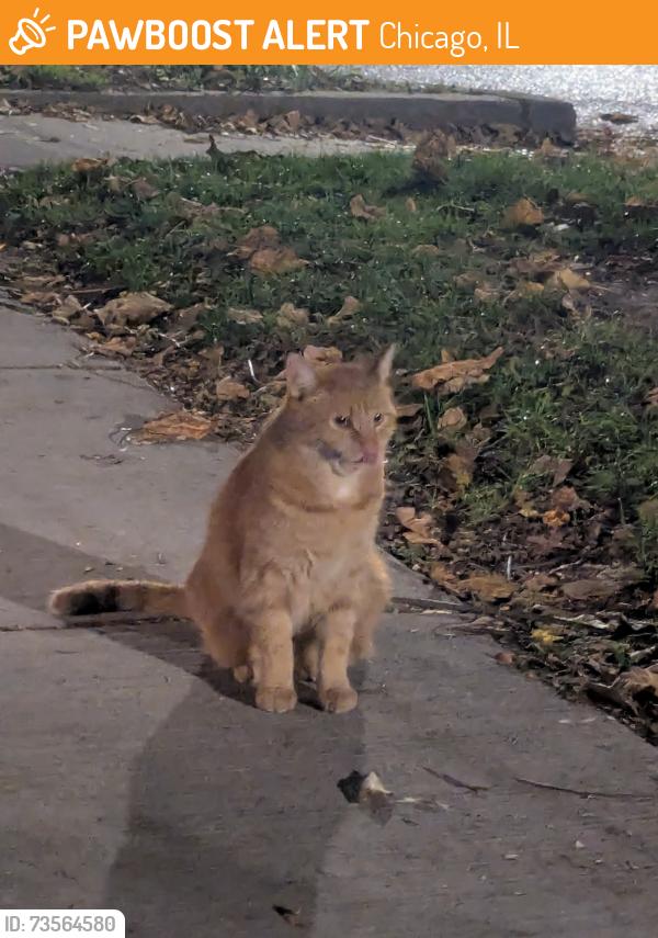 Found/Stray Unknown Cat last seen Cornelia and Wolcott, Chicago, IL 60657