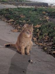 Found/Stray Unknown Cat last seen Cornelia and Wolcott, Chicago, IL 60657