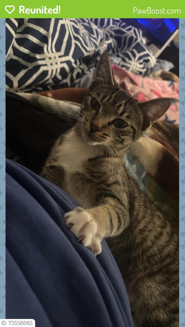 Reunited Female Cat last seen Near E 1st St, Newton, NC, 28658, Newton, NC 28658