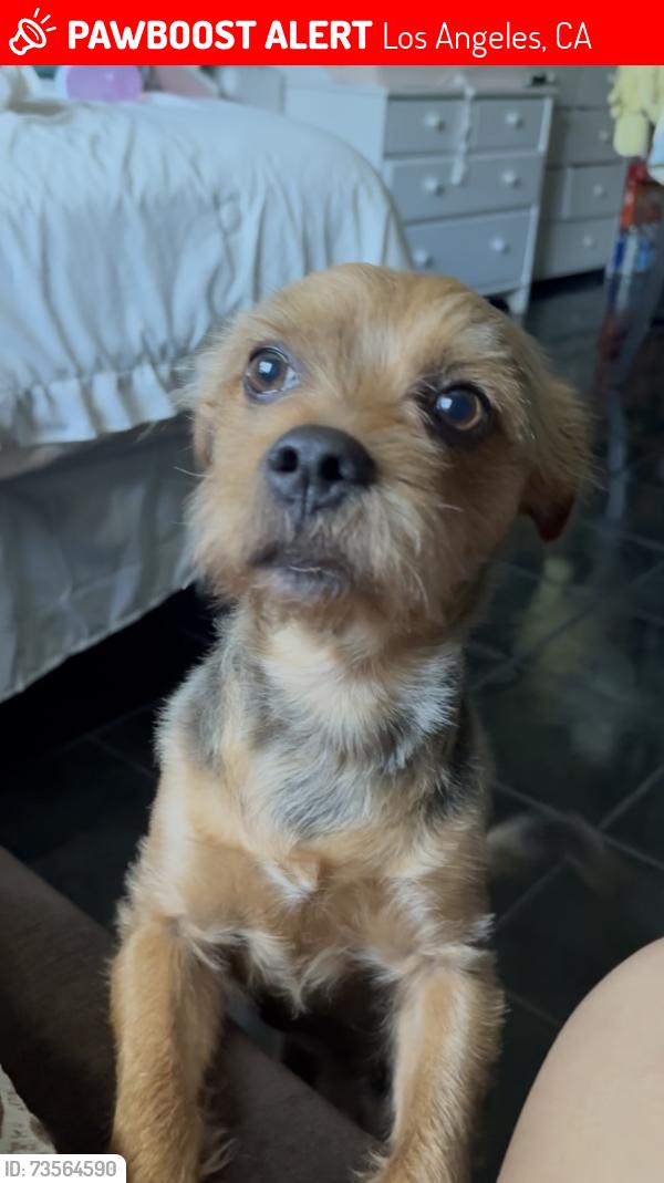 Lost Male Dog last seen 80th and Vermont, Los Angeles, CA 90044