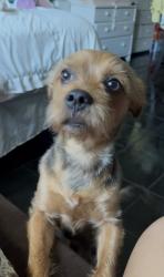 Lost Male Dog last seen 80th and Vermont, Los Angeles, CA 90044