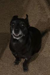 Lost Male Dog last seen Elis, Perris, CA 92570