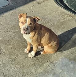 Lost Female Dog last seen S. Willowbrook/Stockwell, Compton, CA 90220