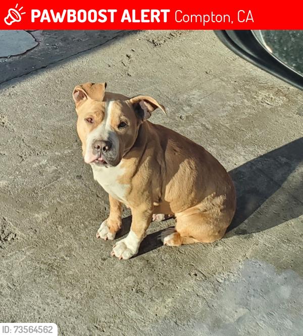 Lost Female Dog last seen S. Willowbrook/Stockwell, Compton, CA 90220