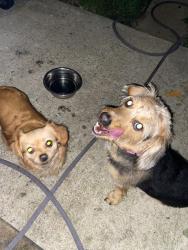 Reunited Unknown Dog last seen Cheraton Road and Terra Firma road, Baltimore, MD 21225