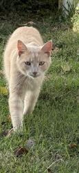 Found/Stray Unknown Cat last seen Backyards of saddle brook s, Murfreesboro, TN 37129