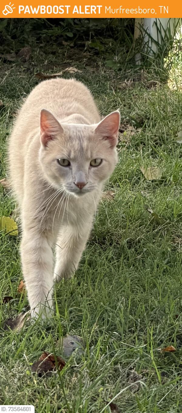 Found/Stray Unknown Cat last seen Backyards of saddle brook s, Murfreesboro, TN 37129