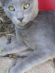 Reunited Male Cat last seen Bosque Dr/ Toyah Creek, Garland, TX 75040