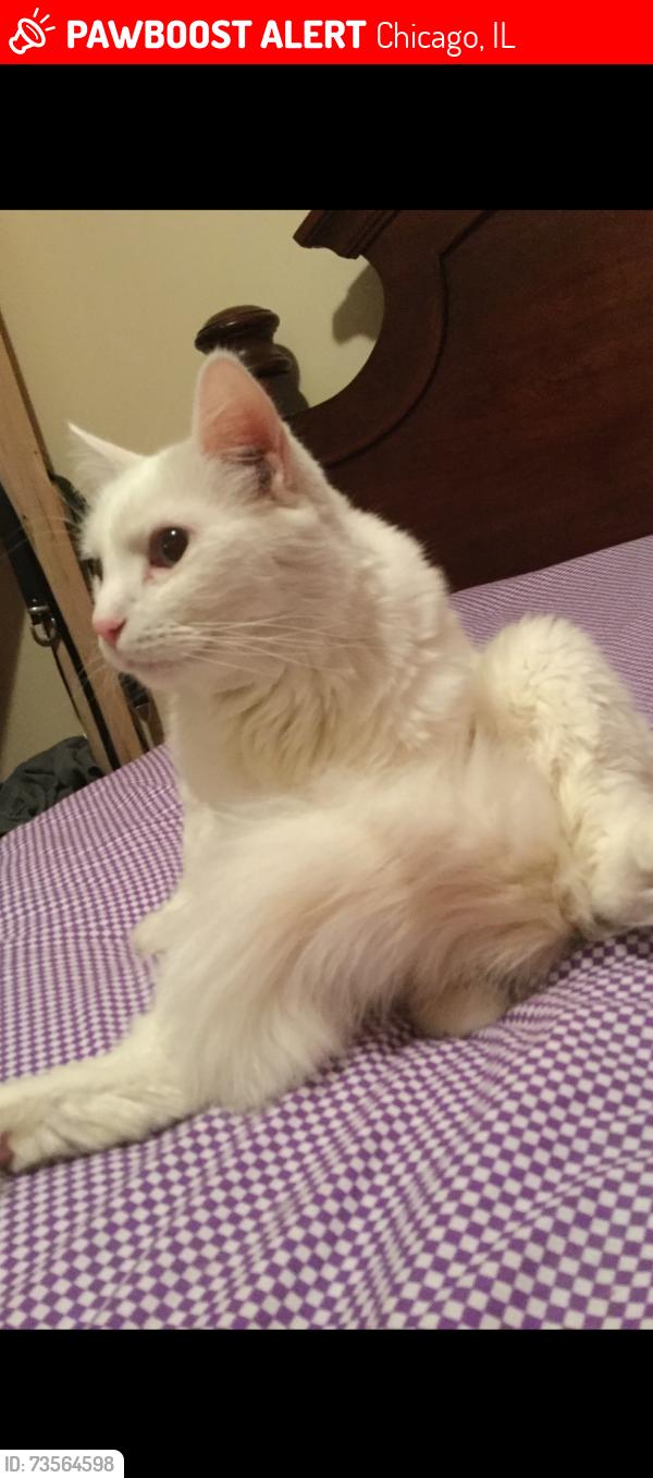 Lost Male Cat last seen Atcher and California, Chicago, IL 60632