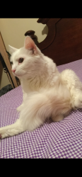 Lost Male Cat last seen Atcher and California, Chicago, IL 60632