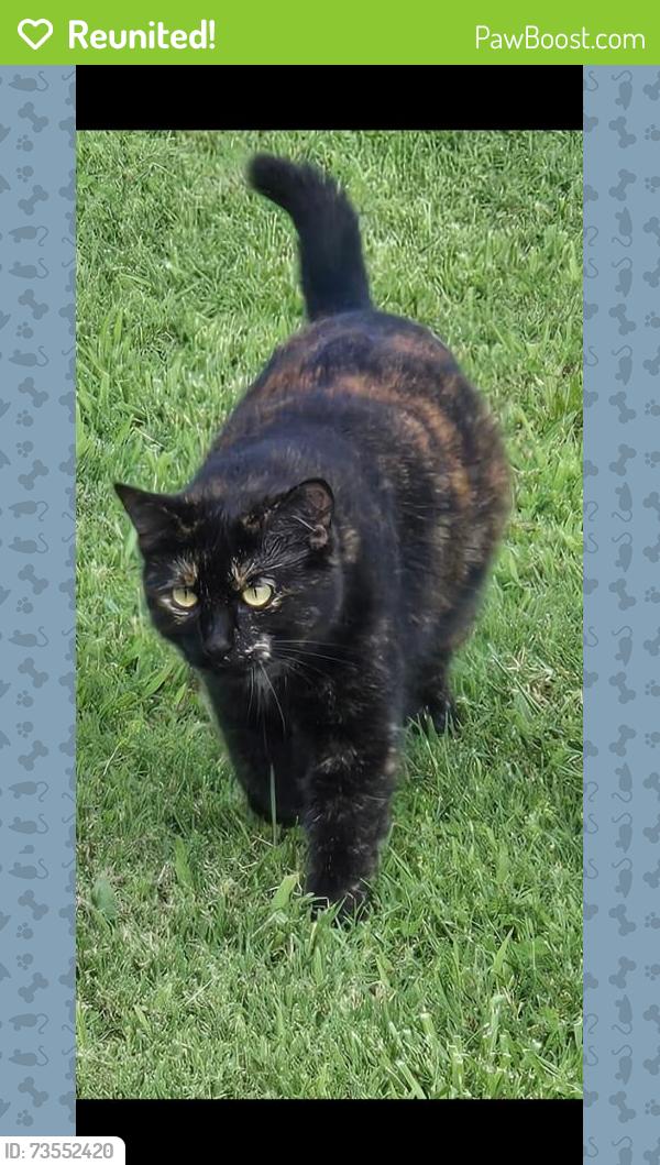 Reunited Female Cat last seen Old Anderson road, Nashville, TN 37013