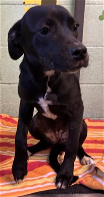 Shelter Stray Female Dog last seen PINEDALE AVE & SHADY LEAF WAY, 2127 Front St, Sacramento, CA 95818, USA