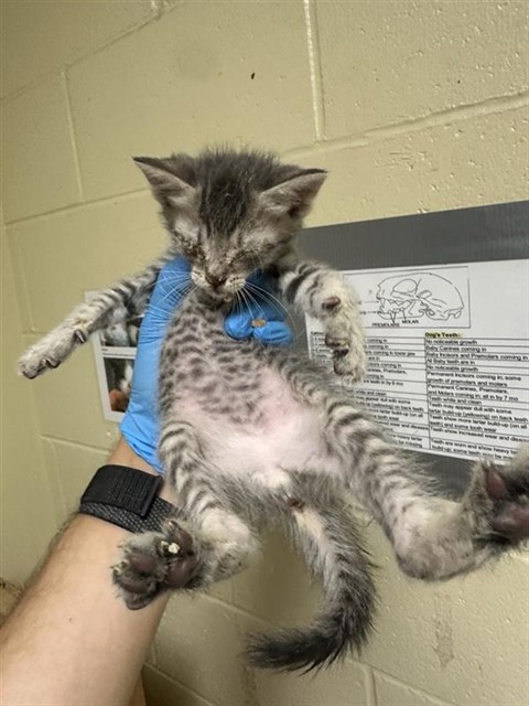 Shelter Stray Male Cat last seen BROADWAY & STOCKTON BLVD, 2127 Front St, Sacramento, CA 95818, USA