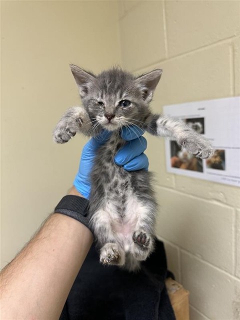 Shelter Stray Male Cat last seen BROADWAY & STOCKTON BLVD, 2127 Front St, Sacramento, CA 95818, USA