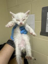 Shelter Stray Female Cat last seen BROADWAY & STOCKTON BLVD, 2127 Front St, Sacramento, CA 95818, USA