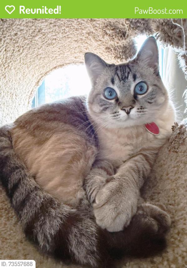 Reunited Female Cat last seen Near MN-7, Minnetonka, MN 55345, USA, Minnetonka, MN 55345
