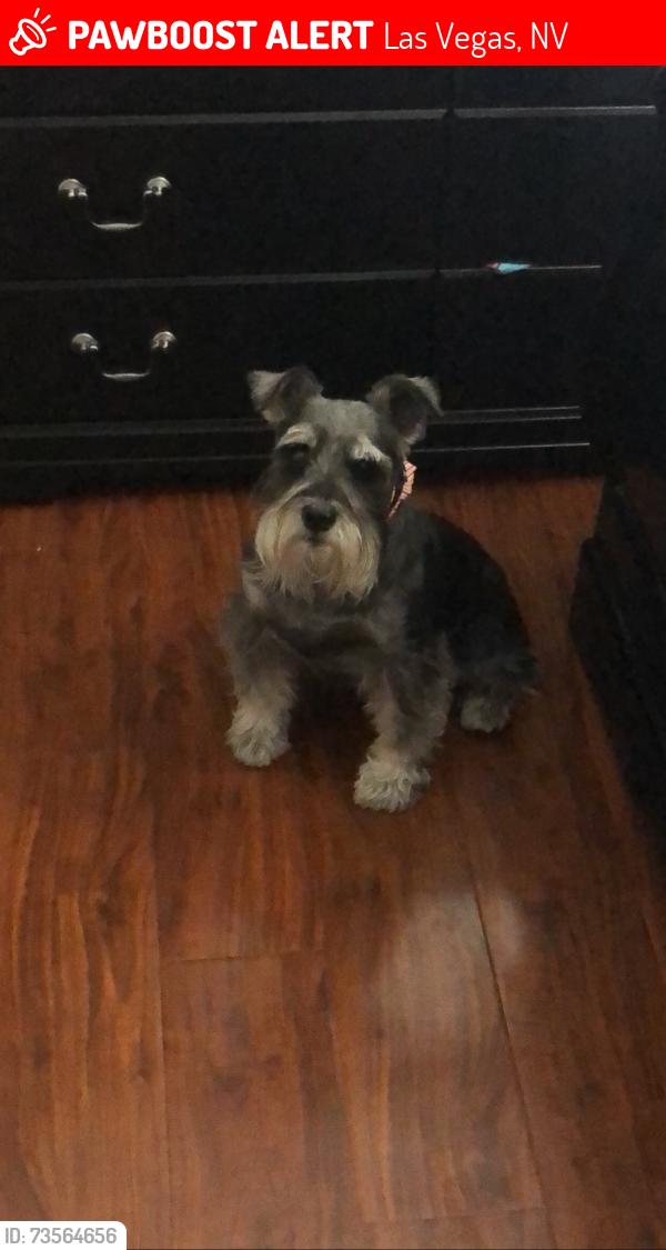 Lost Male Dog last seen H st and Monroe, Las Vegas, NV 89106