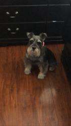 Lost Male Dog last seen H st and Monroe, Las Vegas, NV 89106