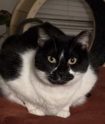 Reunited Female Cat last seen Gates of Allen station apmts, Allen, TX 75002