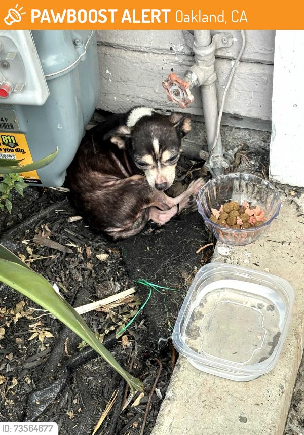 Found/Stray Unknown Dog last seen Fruitvale Ave, Oakland, CA 94601