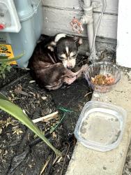 Found/Stray Unknown Dog last seen Fruitvale Ave, Oakland, CA 94601