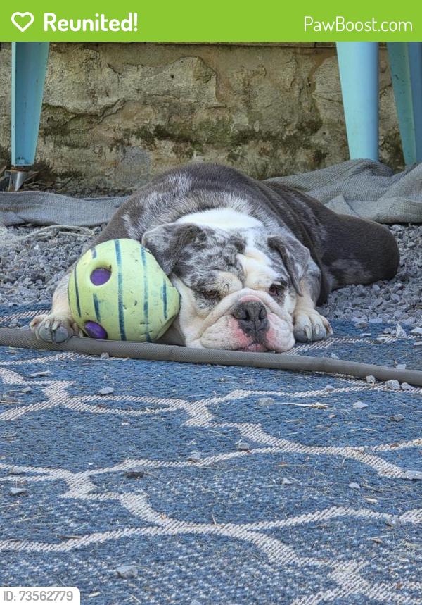 Reunited Female Dog last seen Georgetown/Hwy 60 near Dollar General and Food City, Cleveland, TN 37312