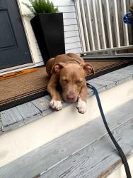 Found/Stray Female Dog last seen Bienville St and N Gayoso, New Orleans, LA 70119
