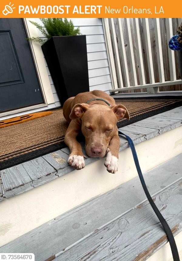 Found/Stray Female Dog last seen Bienville St and N Gayoso, New Orleans, LA 70119