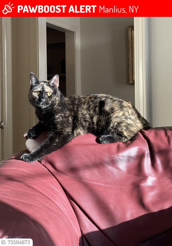 Lost Female Cat last seen Gadwall Ln, Manlius, Manlius, NY 13104