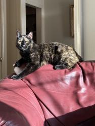 Lost Female Cat last seen Gadwall Ln, Manlius, Manlius, NY 13104