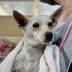 Shelter Stray Female Dog last seen Near Lewis st, Oakland, CA, 1101 29th Ave, Oakland, CA 94601, USA